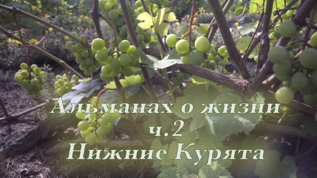 almanahozhiznich2nizhniekurjata almanahozhiznichnizhniekurjata